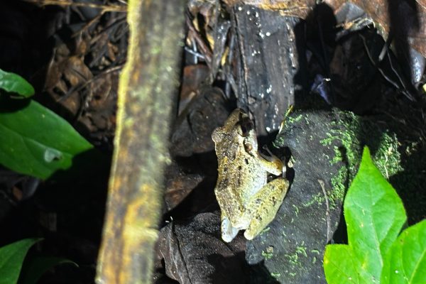 Tortuguero: Peters After-Dark Jungle Discovery Tour – Tortuguero, Costa Rica