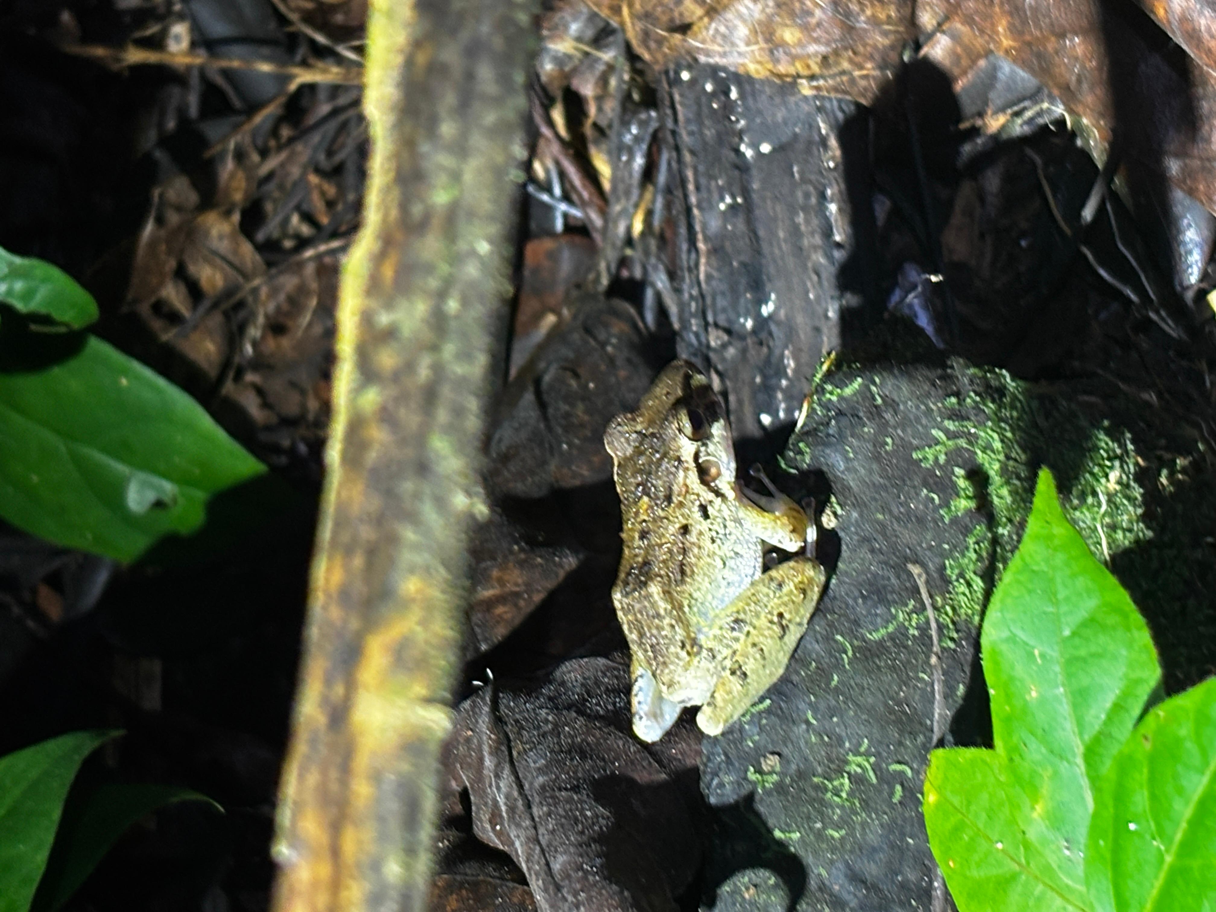 Tortuguero: Peters After-Dark Jungle Discovery Tour – Tortuguero, Costa Rica