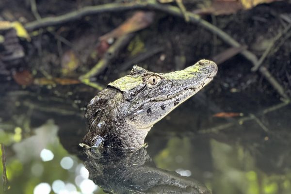 Tortuguero: Tour to the Canals in Tortuguero National Park – Tortuguero National Park, Costa Rica