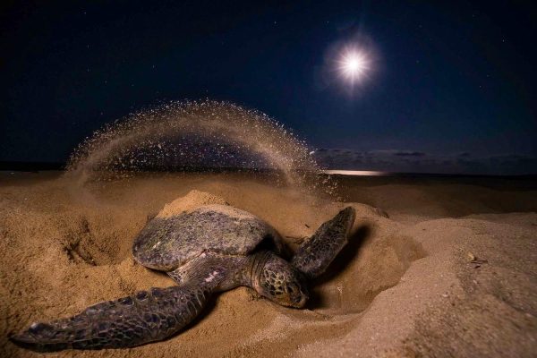 Tortuguero: Turtle Nesting Night Tour – Tortuguero National Park, Costa Rica