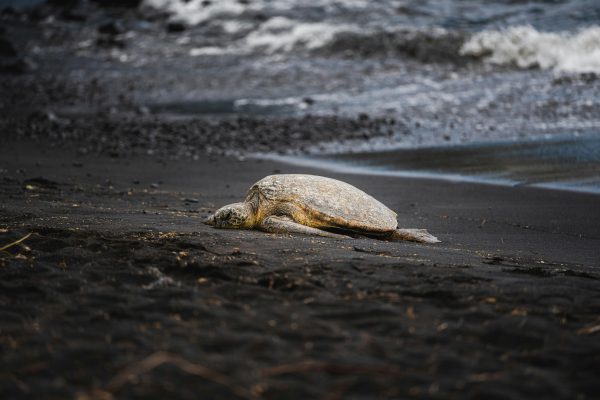 Tortuguero: Turtle Nesting Tour in Their Natural Habitat – Tortuguero National Park, Costa Rica