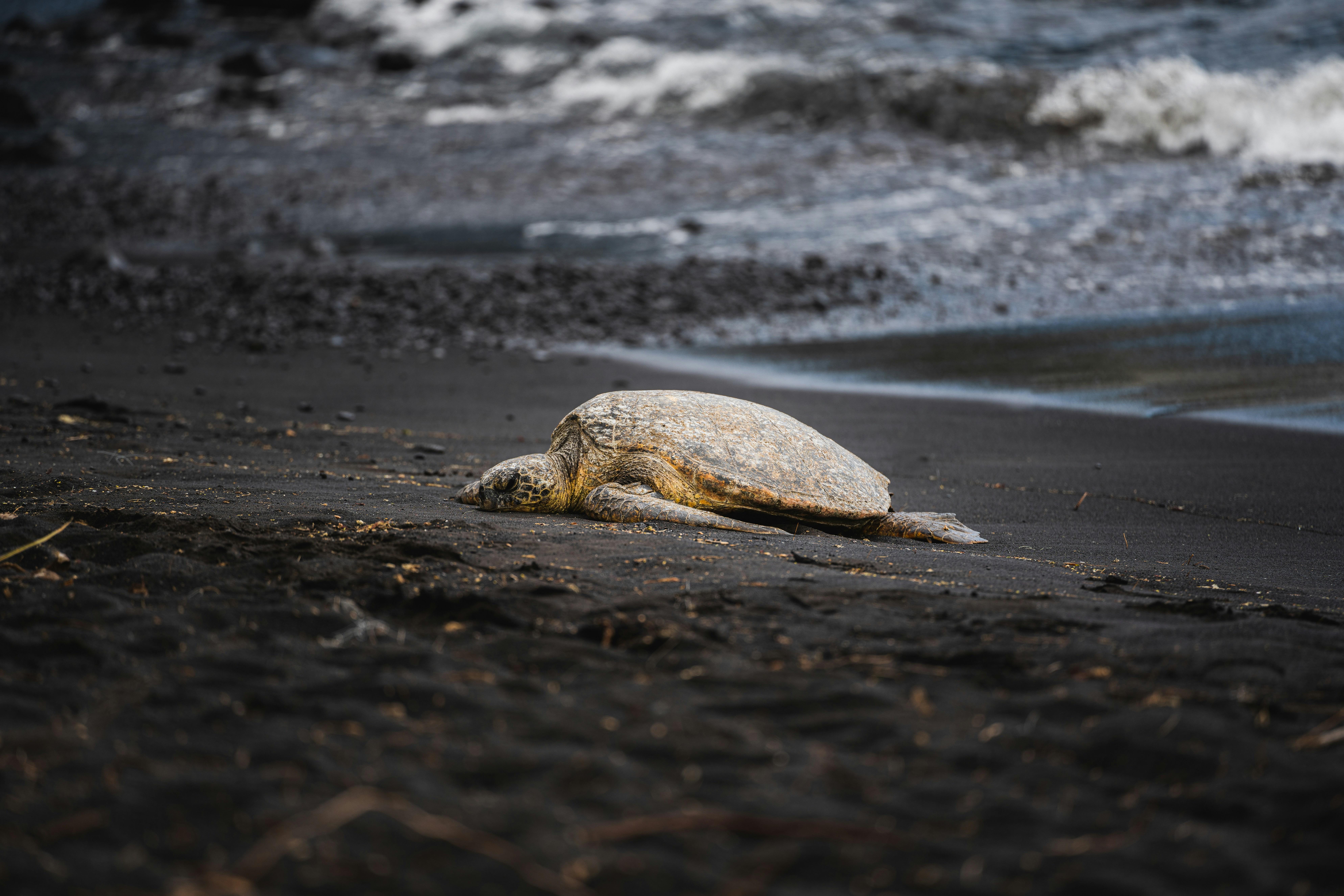 Tortuguero: Turtle Nesting Tour in Their Natural Habitat – Tortuguero National Park, Costa Rica