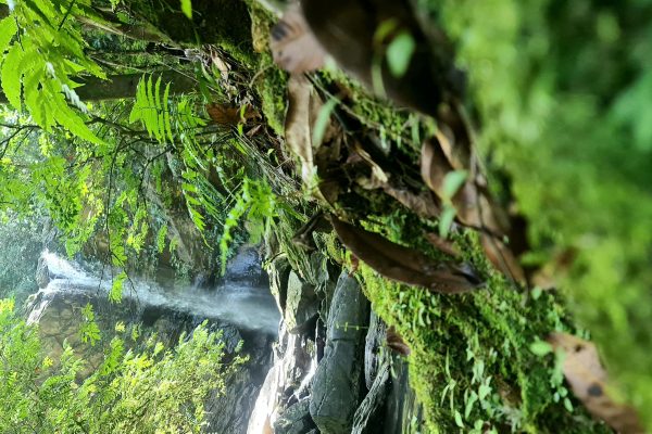 Trinidad: Avocat Waterfall and Maracas Bay Beach Tour – Trinidad and Tobago