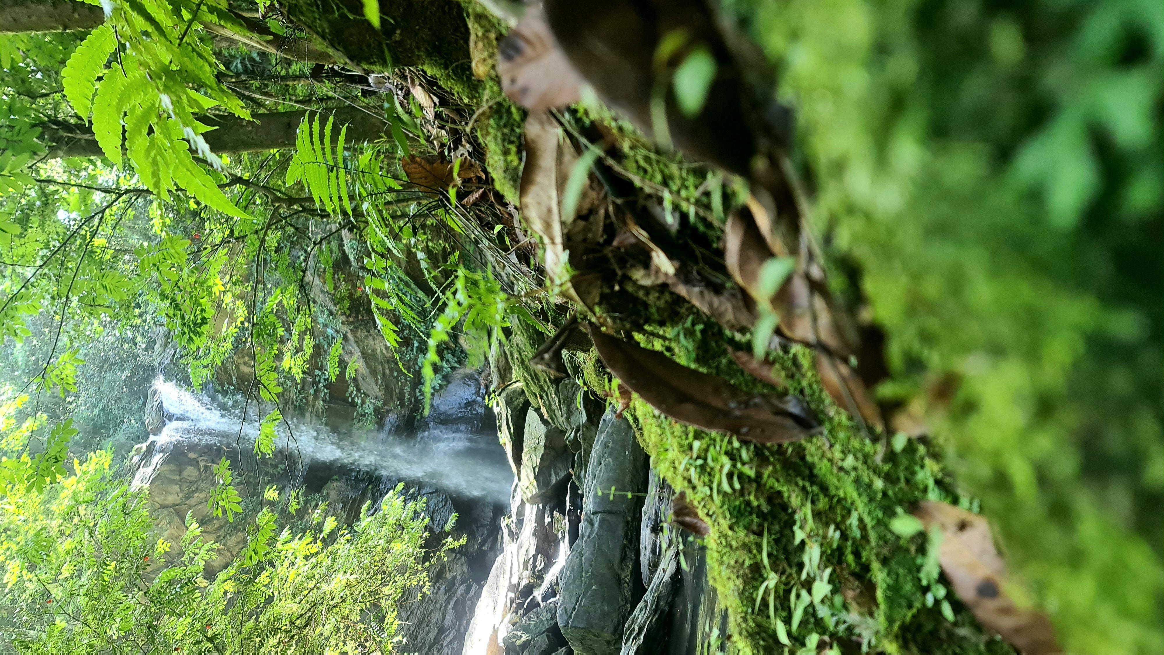 Trinidad: Avocat Waterfall and Maracas Bay Beach Tour – Trinidad and Tobago