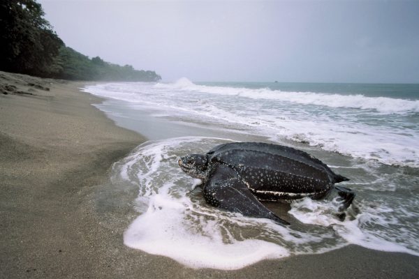 Trinidad: Leatherback Turtle Migration Observation – Trinidad and Tobago