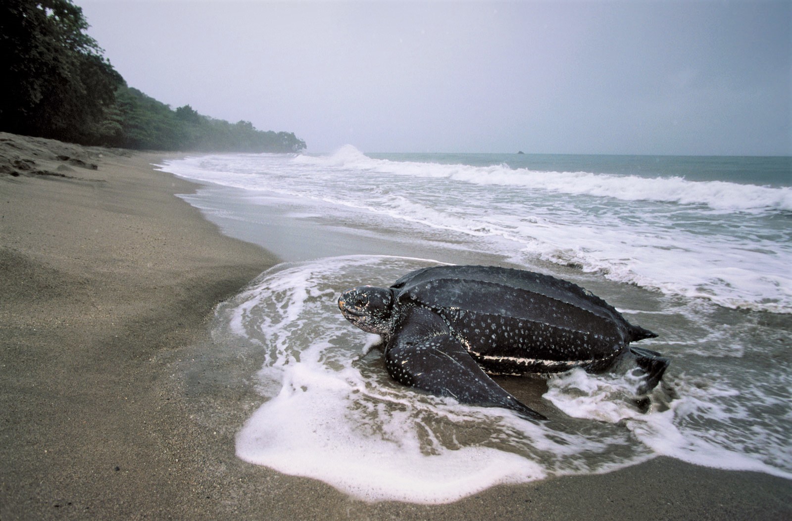 Trinidad: Leatherback Turtle Migration Observation – Trinidad and Tobago