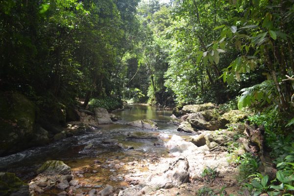 Trinidad: Rainforest Hike to Avocat Waterfall – Trinidad and Tobago