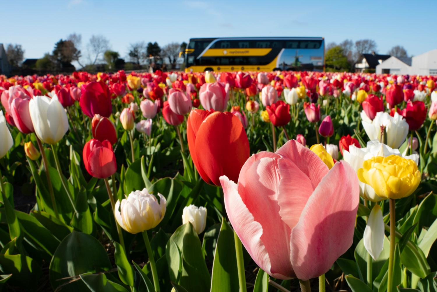 Tulip Experience and Tulip Fields Tour from Amsterdam – Noordwijkerhout, Netherlands