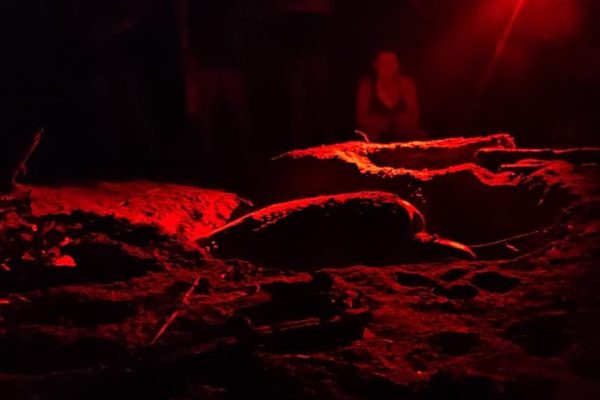 Turtle Tour in Tortuguero – Tortuguero National Park, Costa Rica