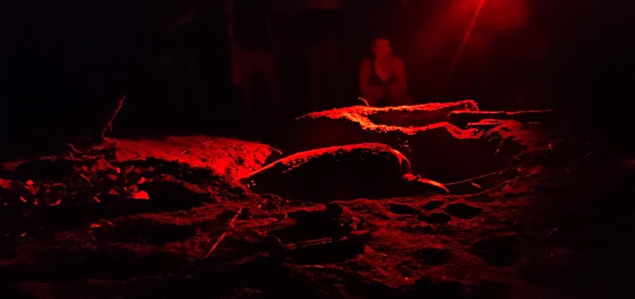 Turtle Tour in Tortuguero – Tortuguero National Park, Costa Rica