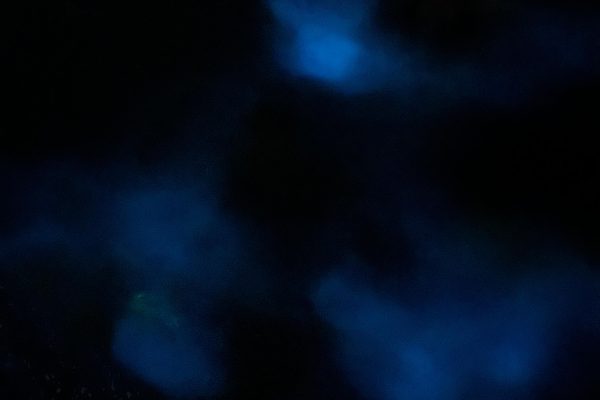 ULTIMATE Bioluminescence night time adventure with Brandon – Trinidad and Tobago