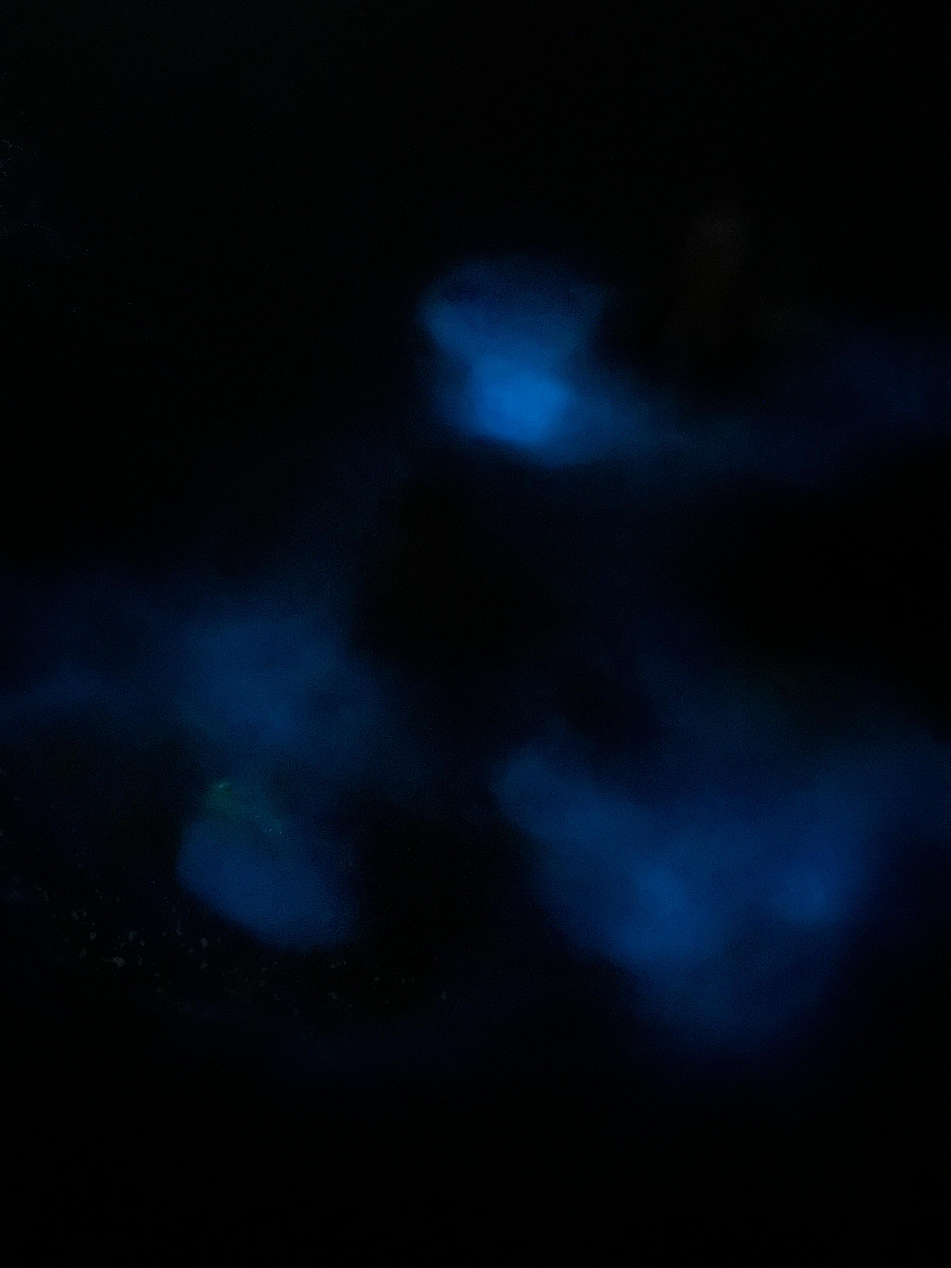 ULTIMATE Bioluminescence night time adventure with Brandon – Trinidad and Tobago