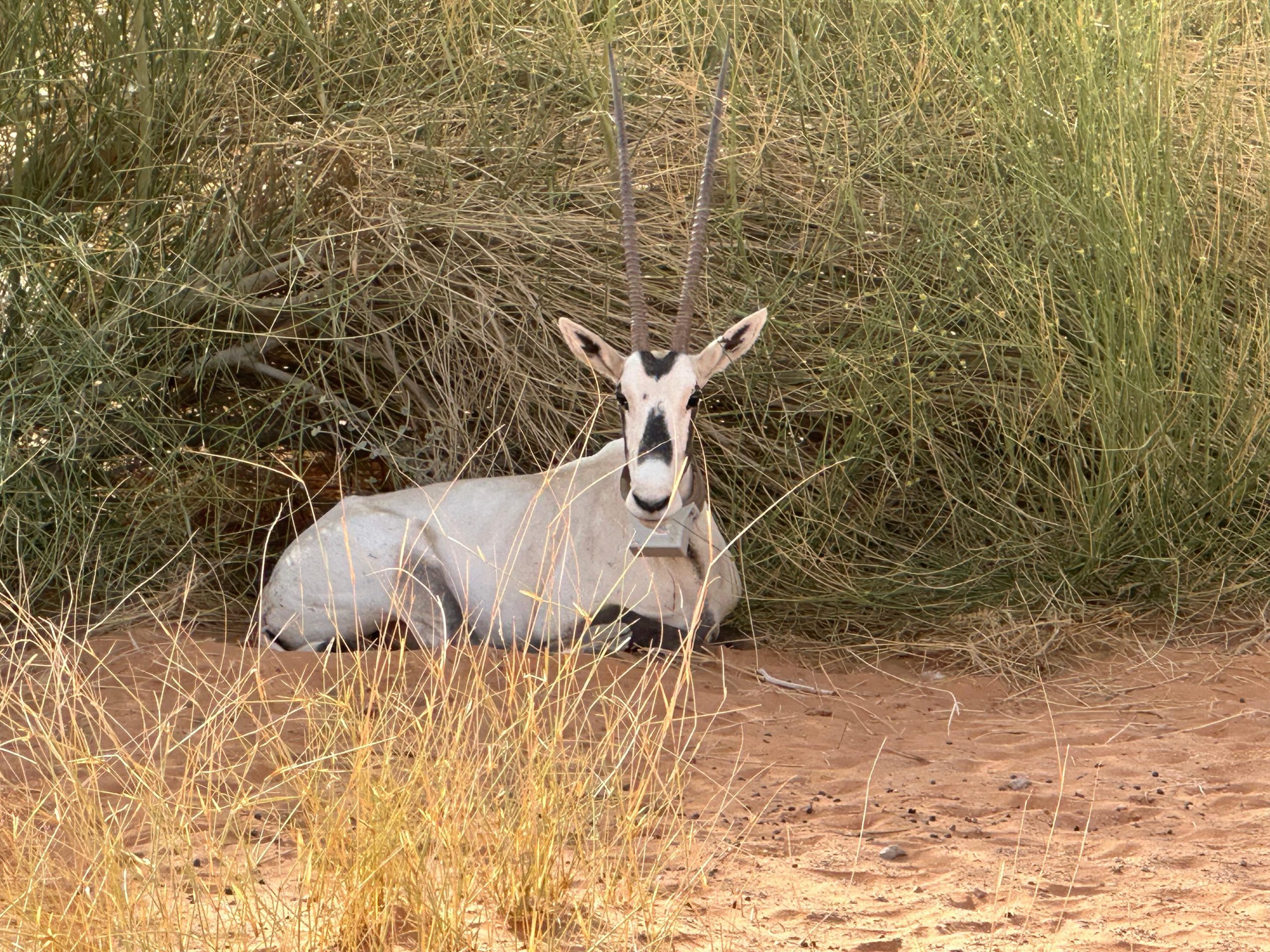 UNESCO Heritage Desert Bani Ma’arid & AlFaw Expedition – Saudi Arabia