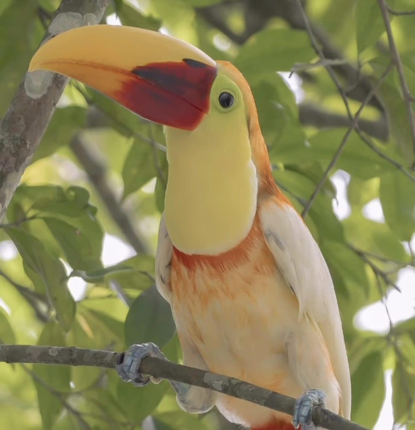 Unique White Toucan Tour With Transportation and Lunch – La Fortuna, Costa Rica