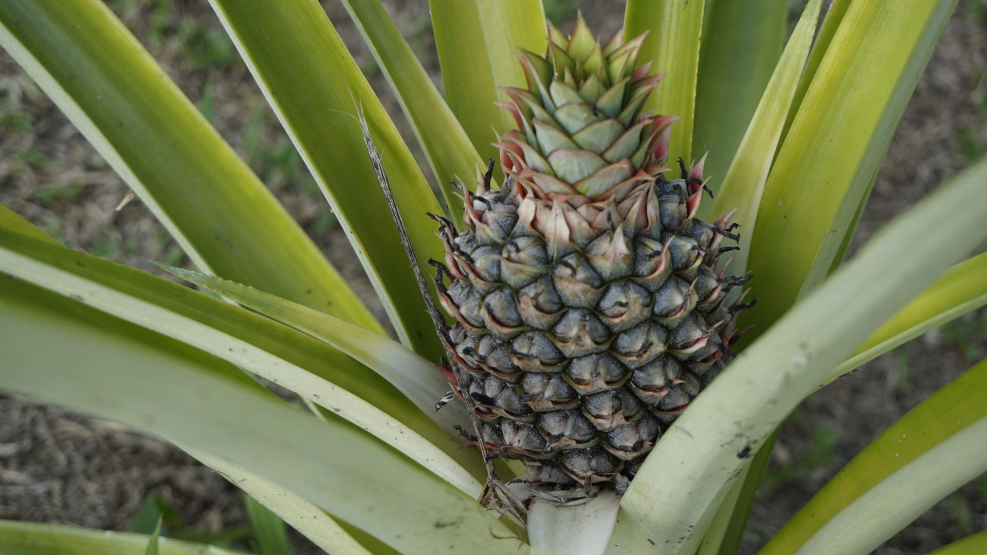 Uvita: Agricultural Tour & Traditional Cuisine – Uvita, Costa Rica