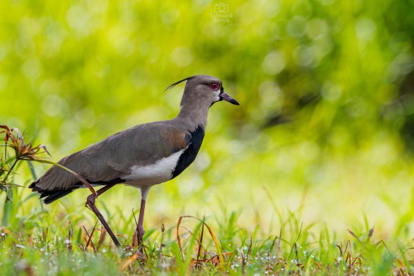 Uvita: Birdwatching – Uvita, Costa Rica