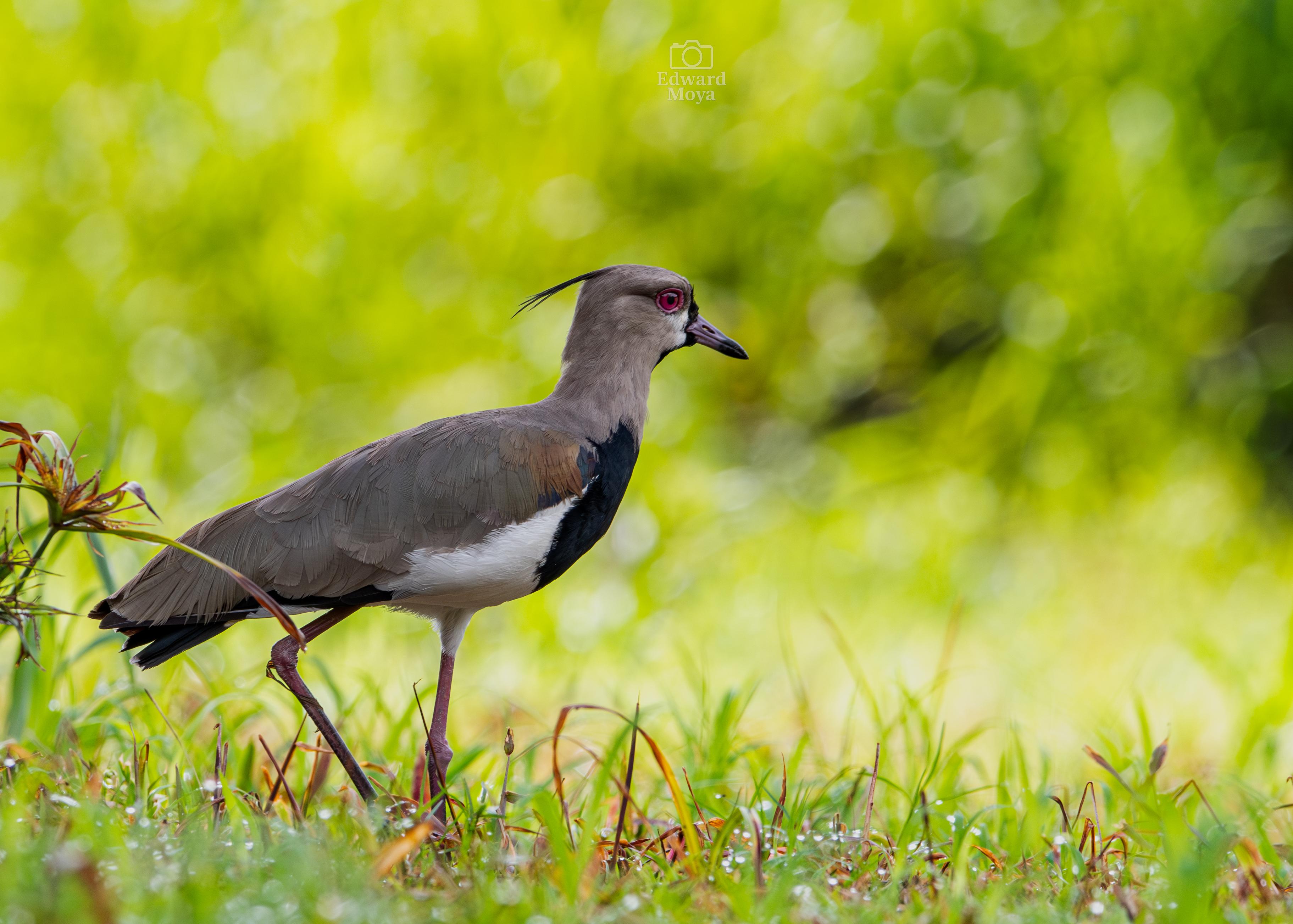 Uvita: Birdwatching – Uvita, Costa Rica