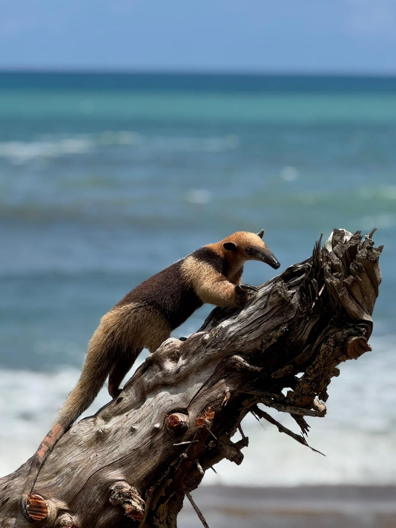 Uvita: Caño Island & Corcovado National Park Combo Tour – Puntarenas, Costa Rica