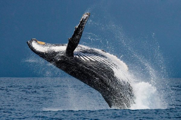 Uvita: Humpback Whales Wildlife Watching – Uvita, Costa Rica