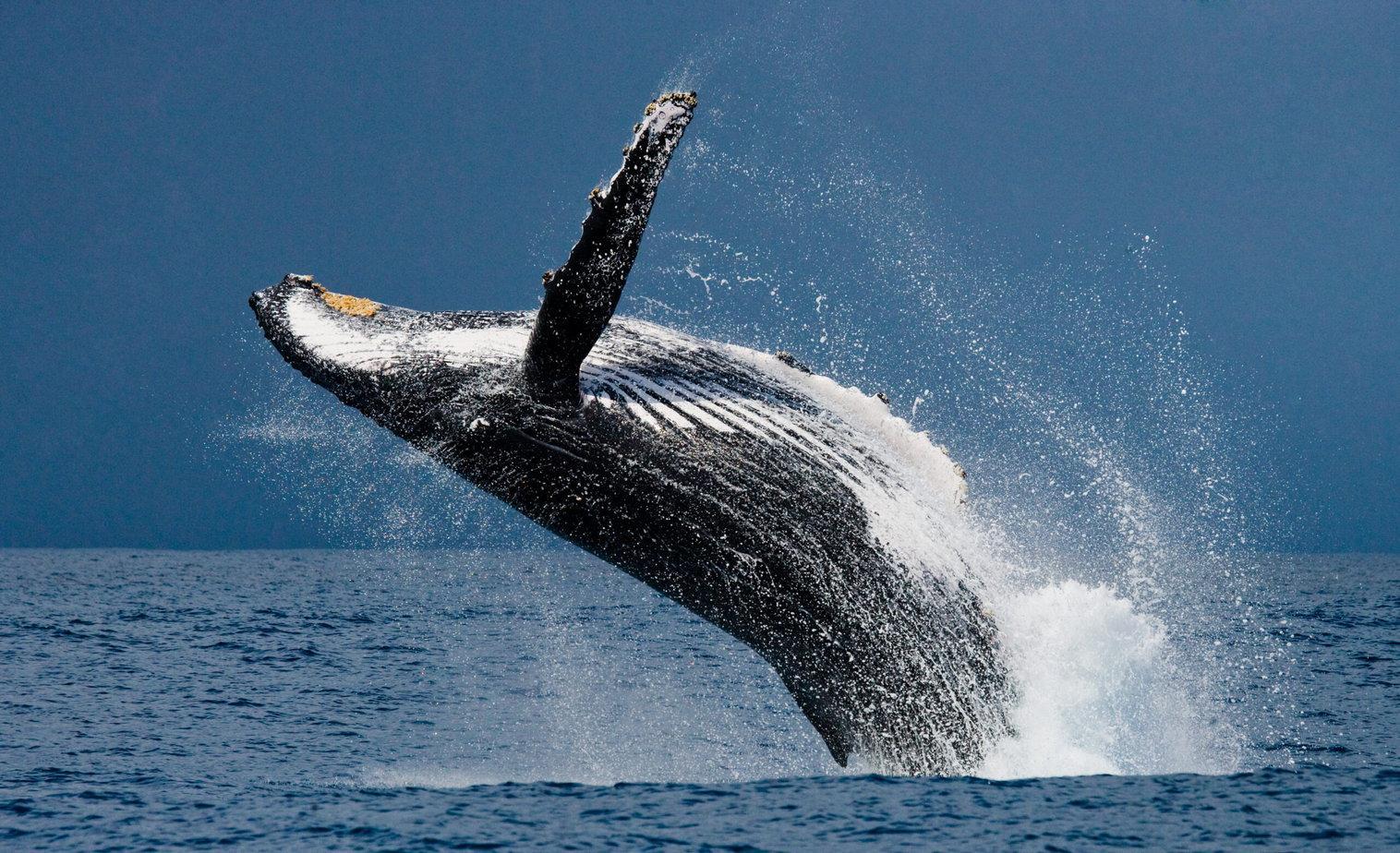 Uvita: Humpback Whales Wildlife Watching – Uvita, Costa Rica