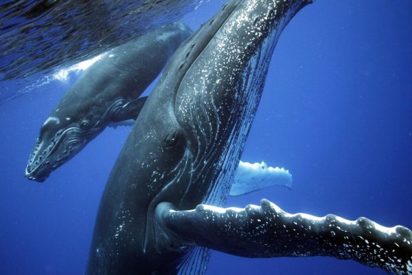 Uvita: Marino Ballena National Park Whale Watching Cruise – Uvita, Costa Rica