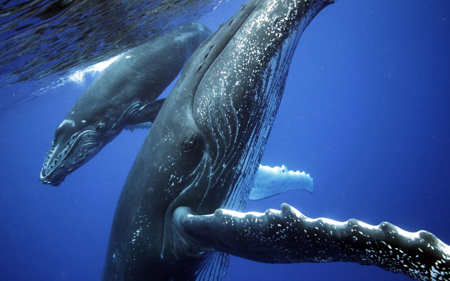 Uvita: Marino Ballena National Park Whale Watching Cruise – Uvita, Costa Rica