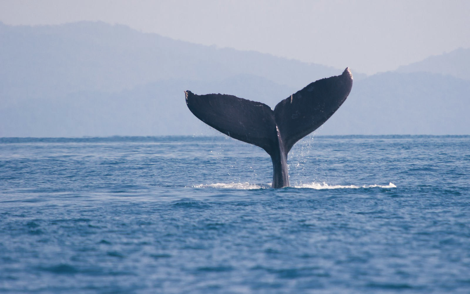Uvita: Marino Ballena National Park Whale-Watching Tour – Jaco, Costa Rica