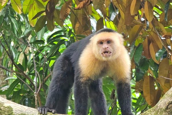 Uvita: Monkey Watching & Beach Survival Tour – Uvita, Costa Rica