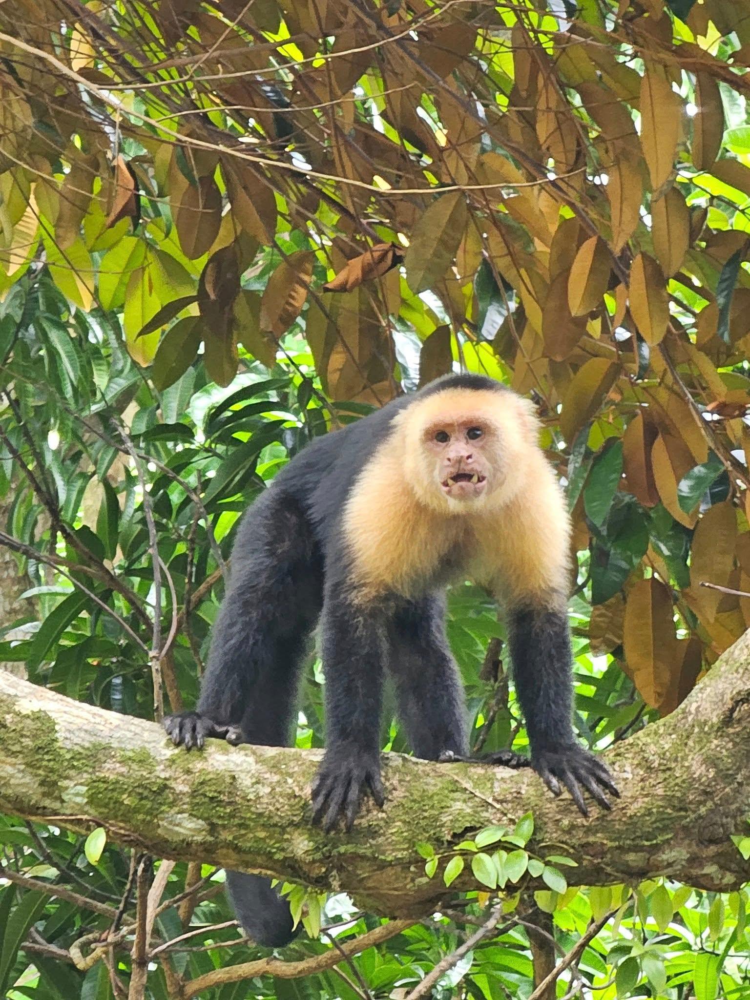 Uvita: Monkey Watching & Beach Survival Tour – Uvita, Costa Rica