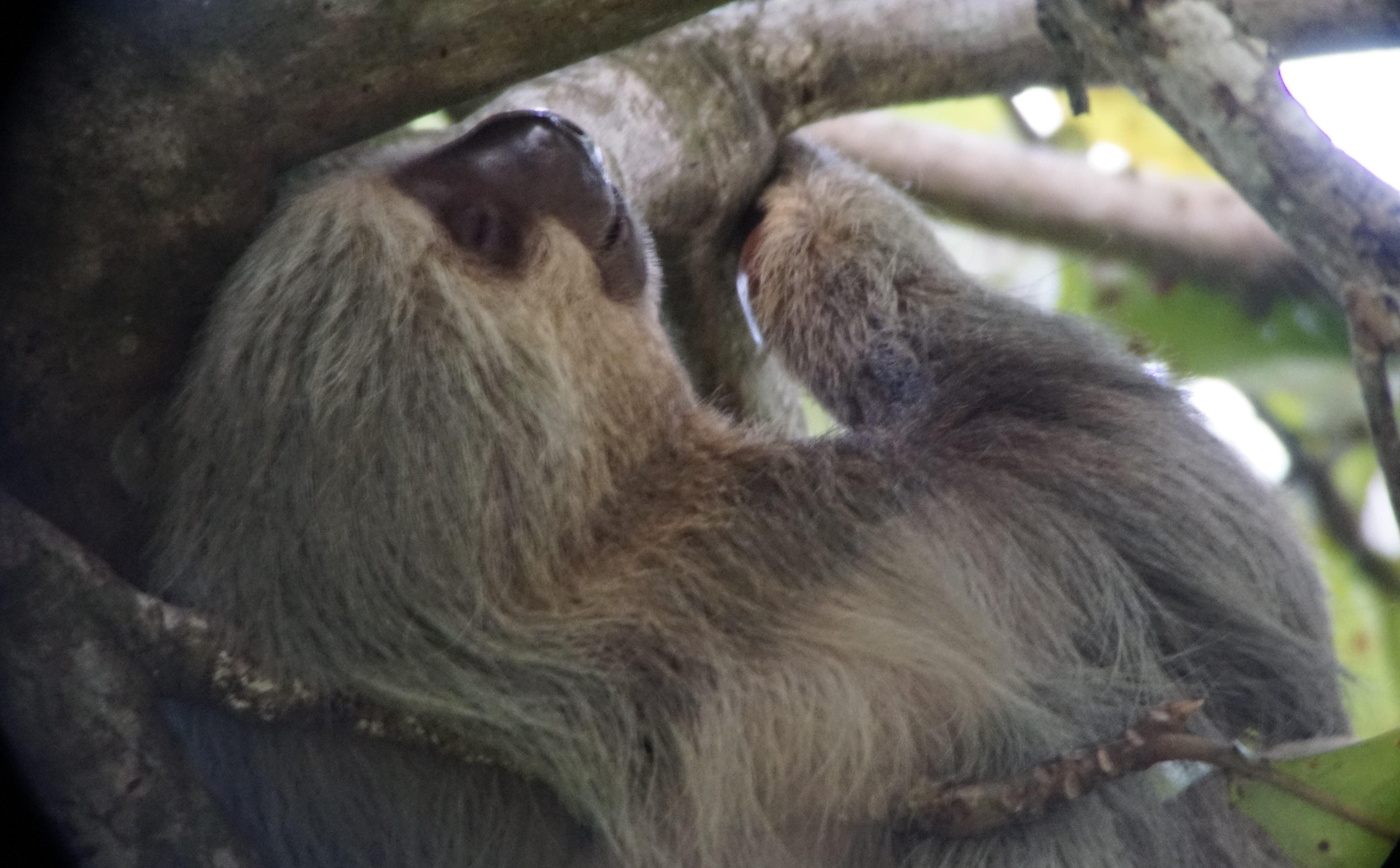 Uvita: Nature Walk at Marino Ballena National Park – Uvita, Costa Rica
