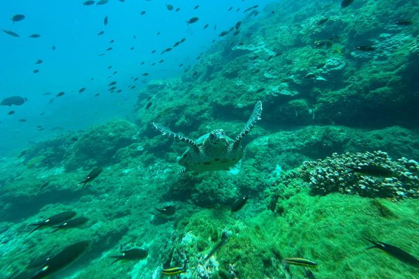 Uvita, Snorkeling Tour in Caño Island Biological Reserve – Isla del Cano, Costa Rica