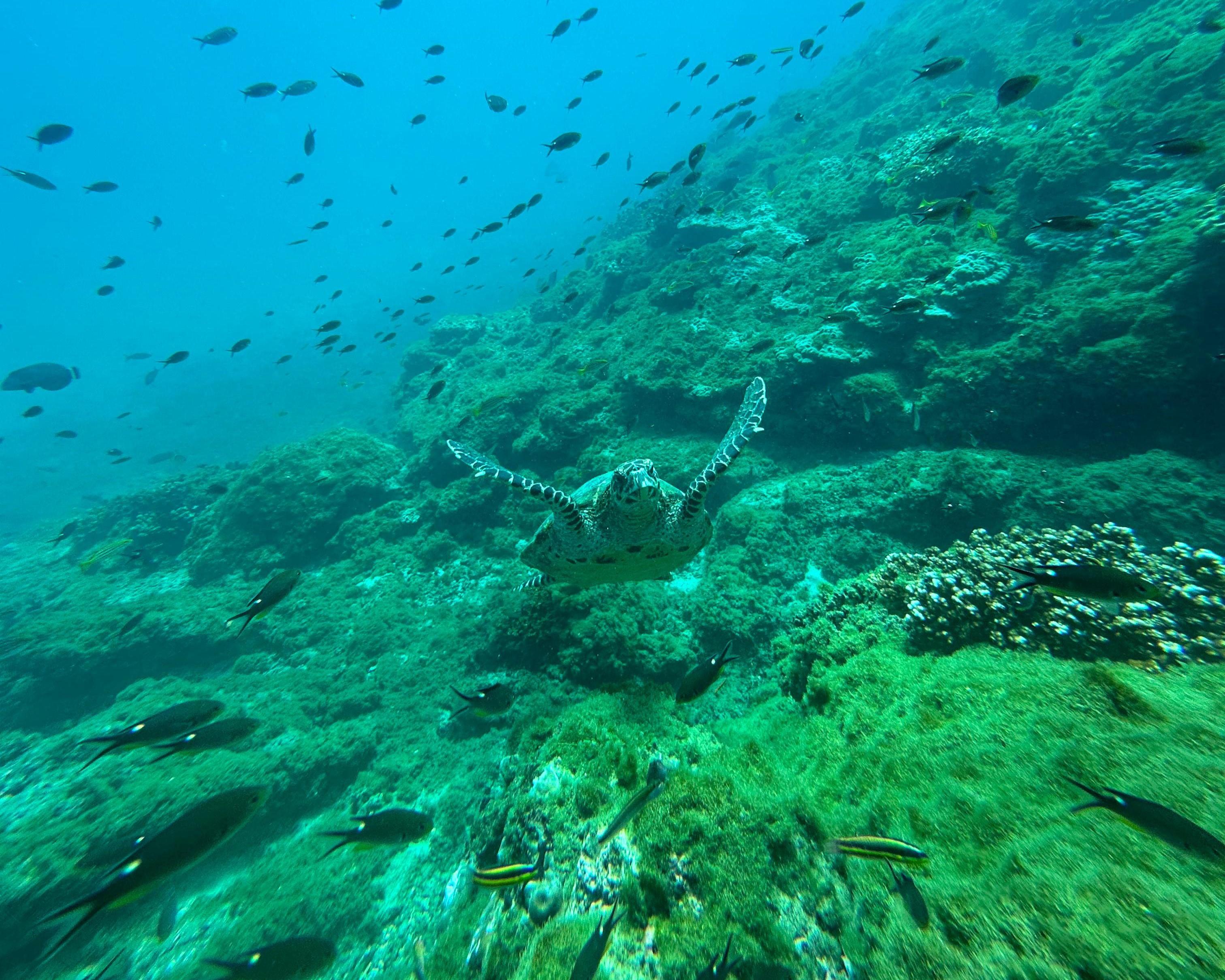 Uvita, Snorkeling Tour in Caño Island Biological Reserve – Isla del Cano, Costa Rica