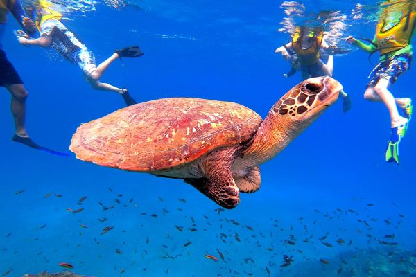 Uvita: Snorkeling at Caño Island – Uvita, Costa Rica