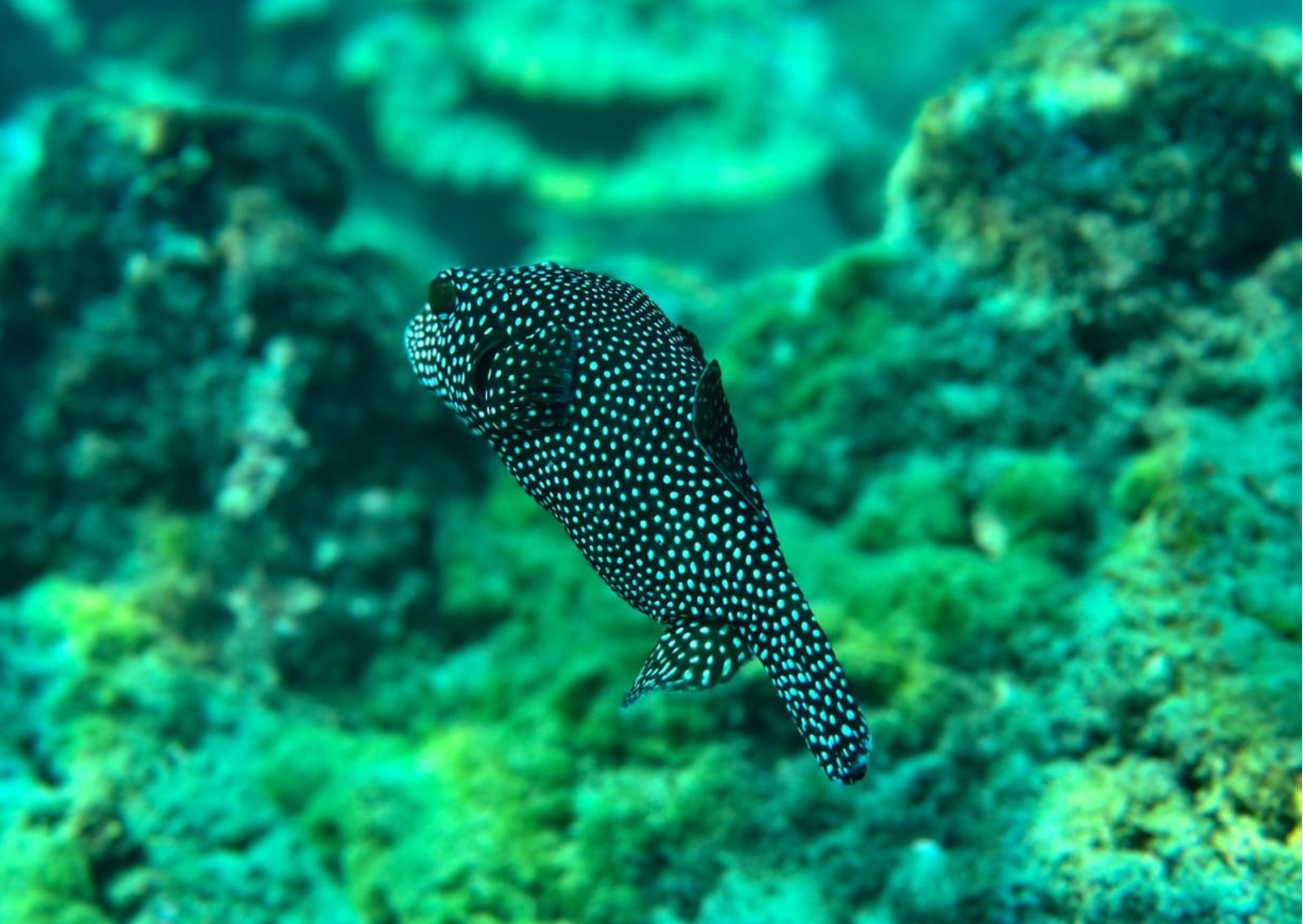 Uvita: Snorkeling on Isla del Caño – Uvita, Costa Rica