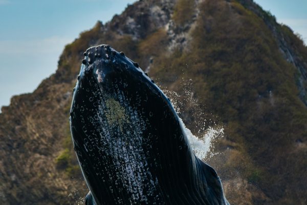 Uvita: Whale & Dolphin Watching Boat Trip w/ Drinks & Snacks – Uvita, Costa Rica