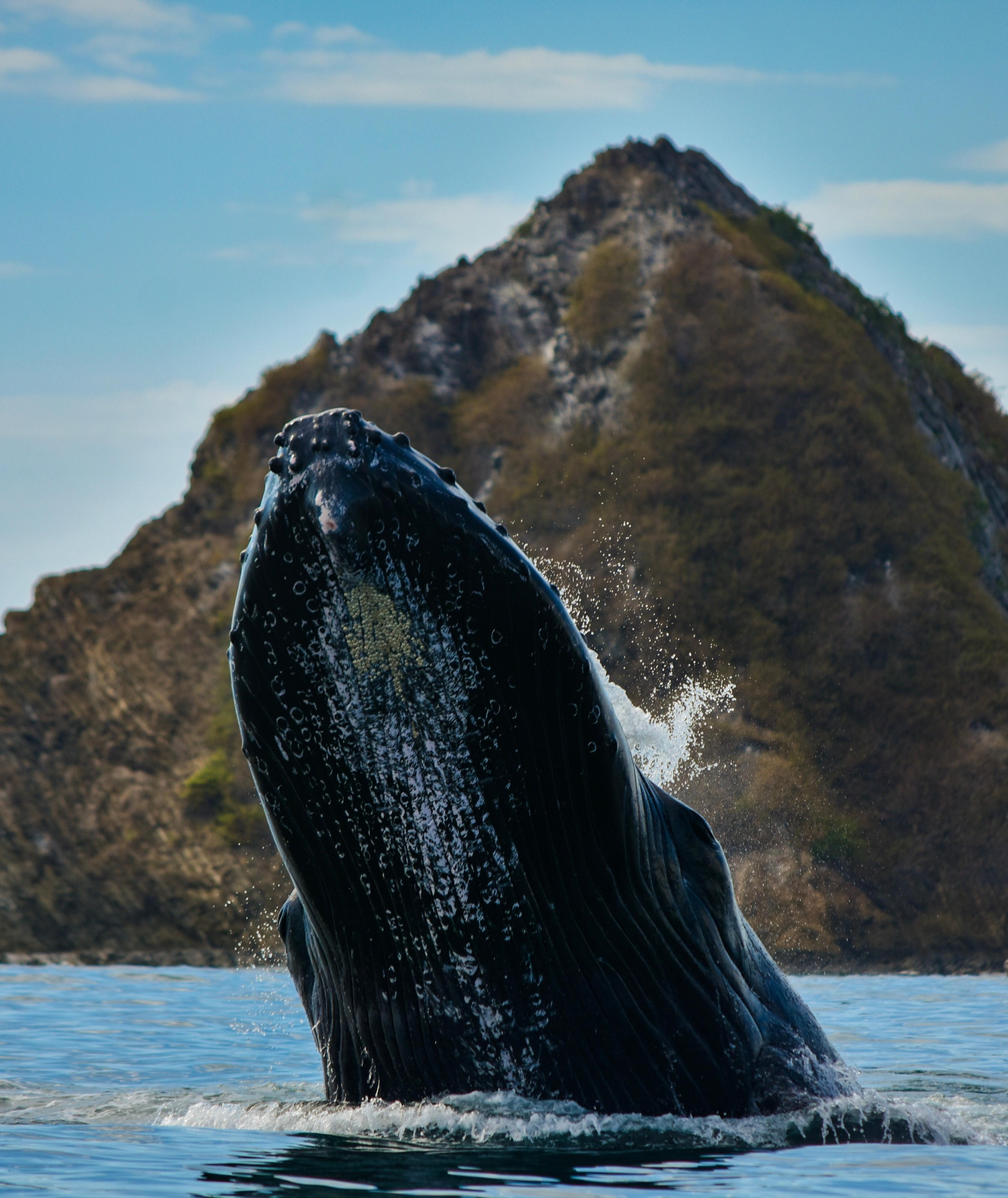 Uvita: Whale & Dolphin Watching Boat Trip w/ Drinks & Snacks – Uvita, Costa Rica