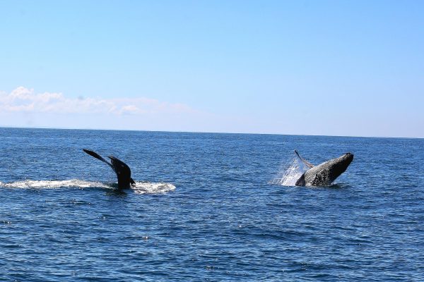Uvita: Whale Watching Tour in Marino Ballena National Park – Uvita, Costa Rica