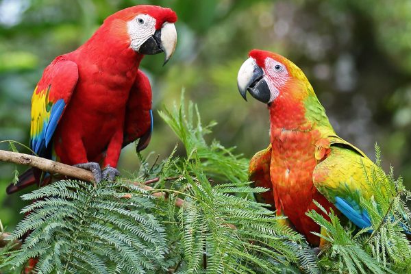 Uvita:Scarlet Macaws in Marino Ballena National Park Parrots – Uvita, Costa Rica