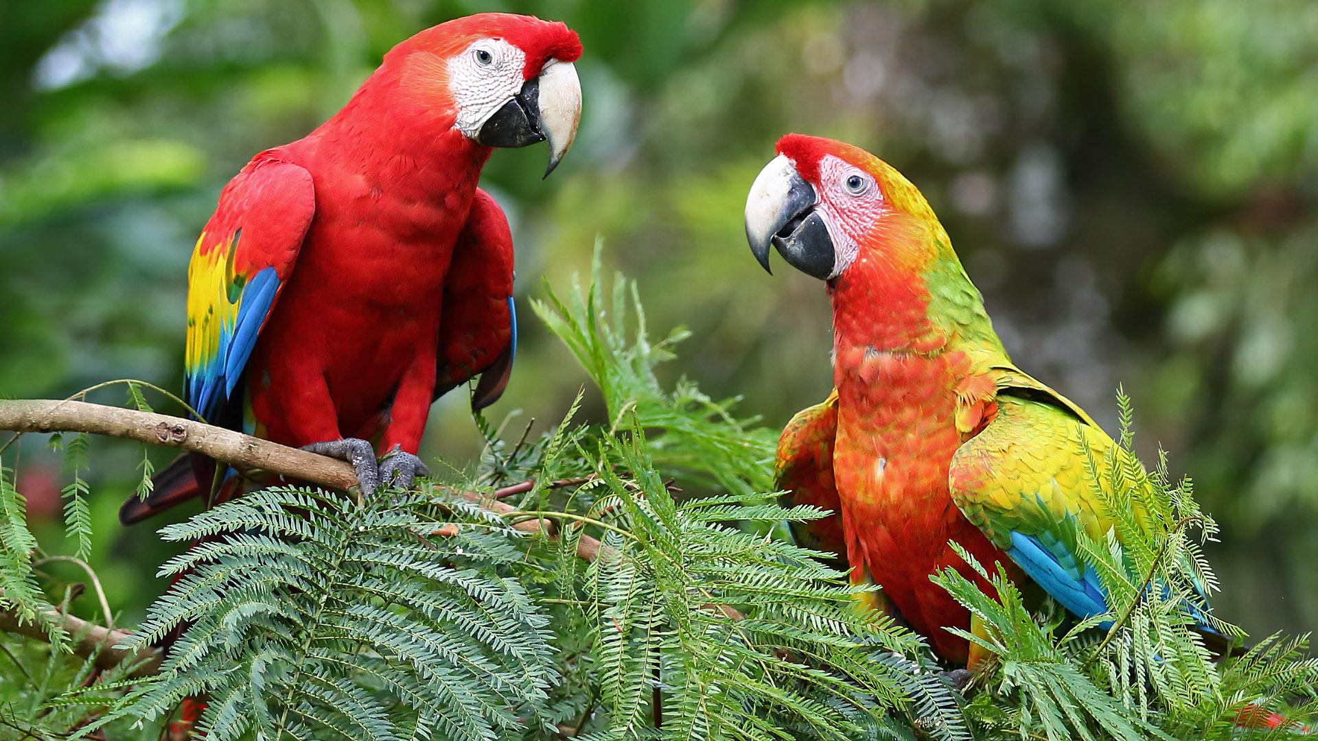 Uvita:Scarlet Macaws in Marino Ballena National Park Parrots – Uvita, Costa Rica