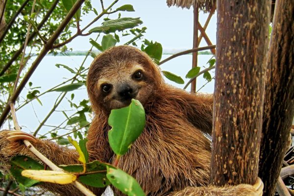 Uvita:Sloth Watching Trail-The best sloth tour in Costa Rica – Uvita, Costa Rica