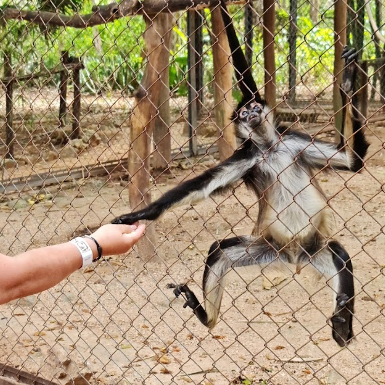 Uxmal, Choco-Story Museum & Cenote with Lunch From Merida – Abala, Mexico