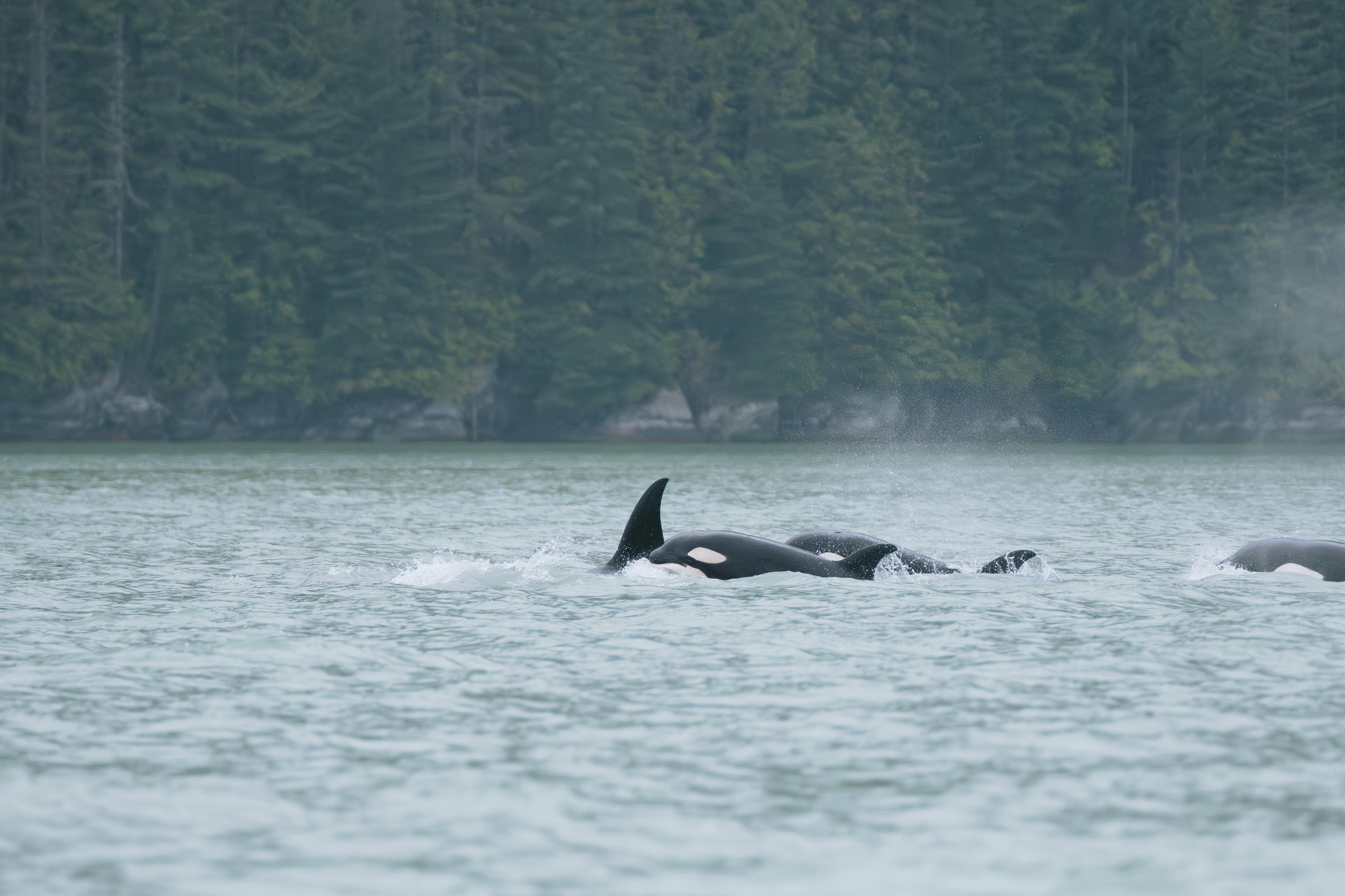 Vancouver: Catamaran Whale Watching Tour, Granville Island – Vancouver, Canada