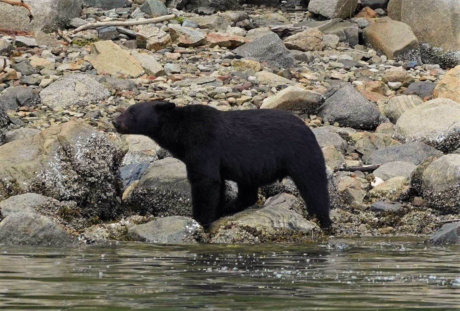 Vancouver Island: Spring Bears and Whales Full-Day Tour – Campbell River, Canada