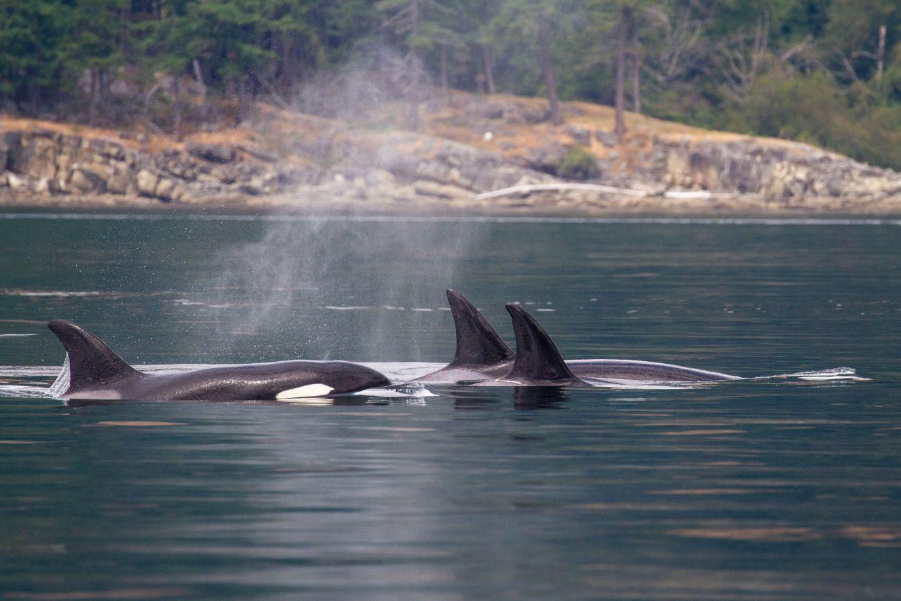 Vancouver Island: Whale Watching Tour – British Columbia, Canada