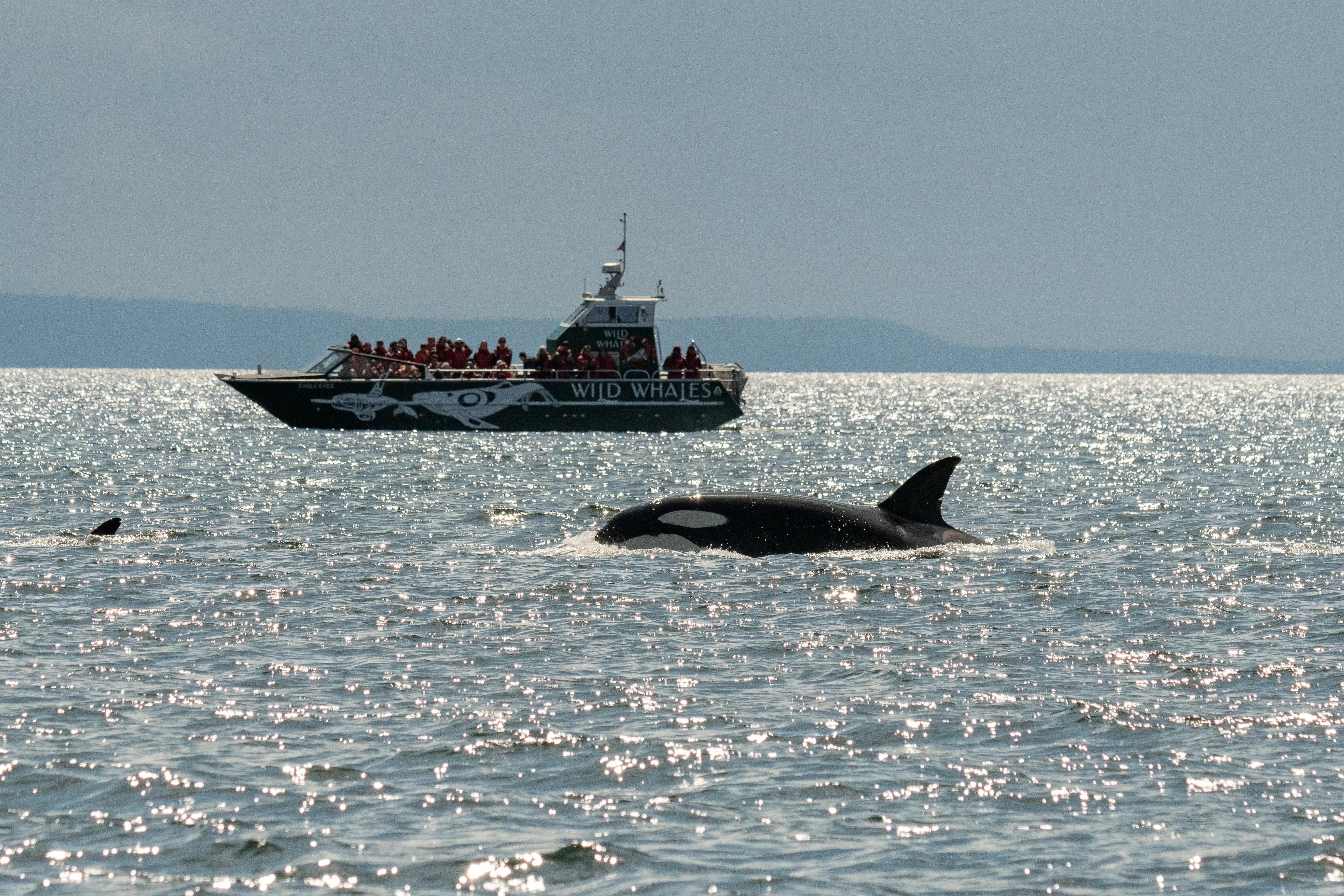 Vancouver: Open-air Whale Watching Tour, Granville Island – Vancouver, Canada