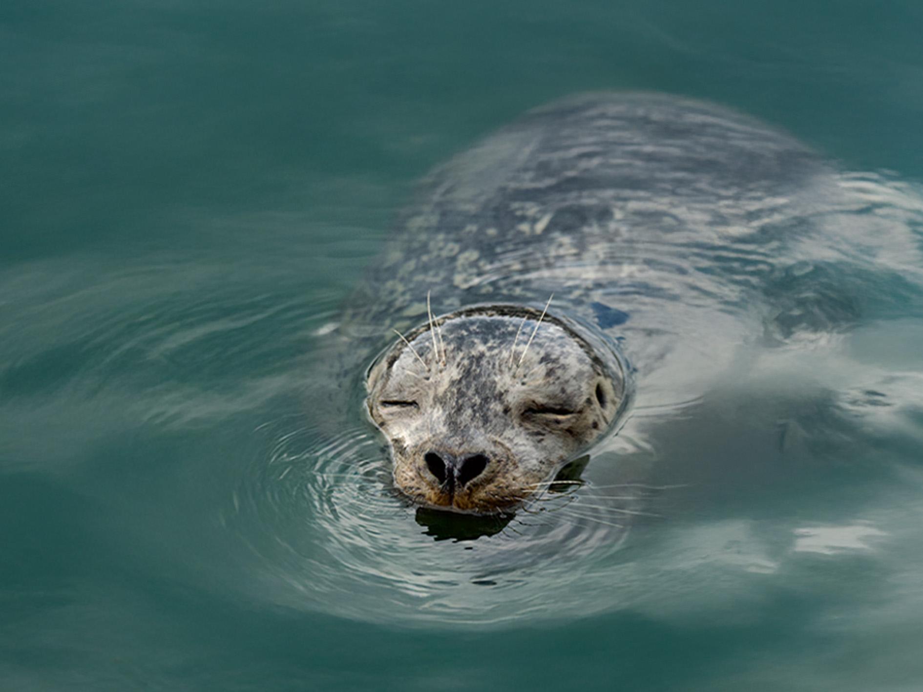 Vancouver: Waterfront Sightseeing Tour – City and Nature – Vancouver, Canada