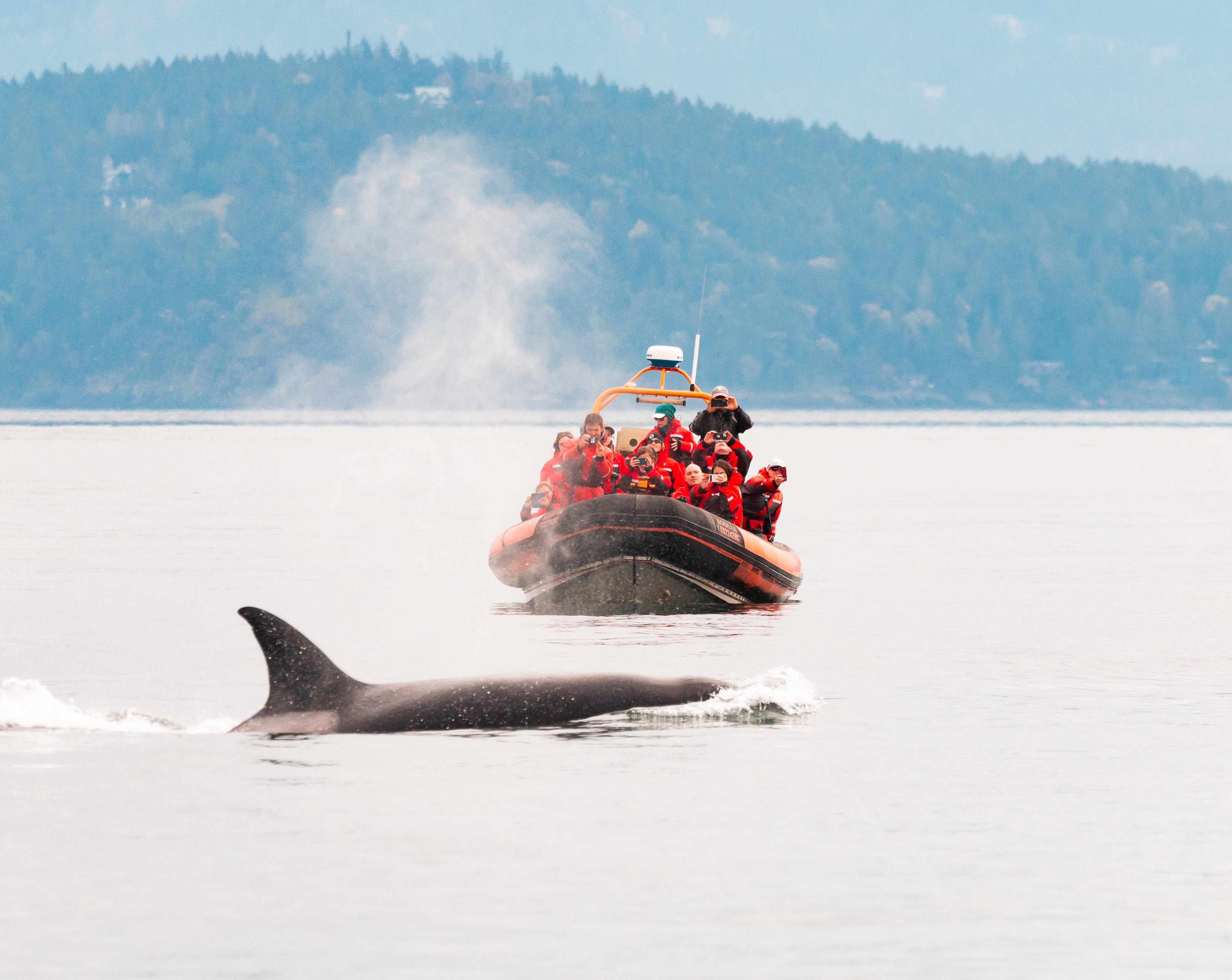 Victoria: 3-Hour Zodiac Whale-Watching Tour – Victoria, British Columbia, Canada