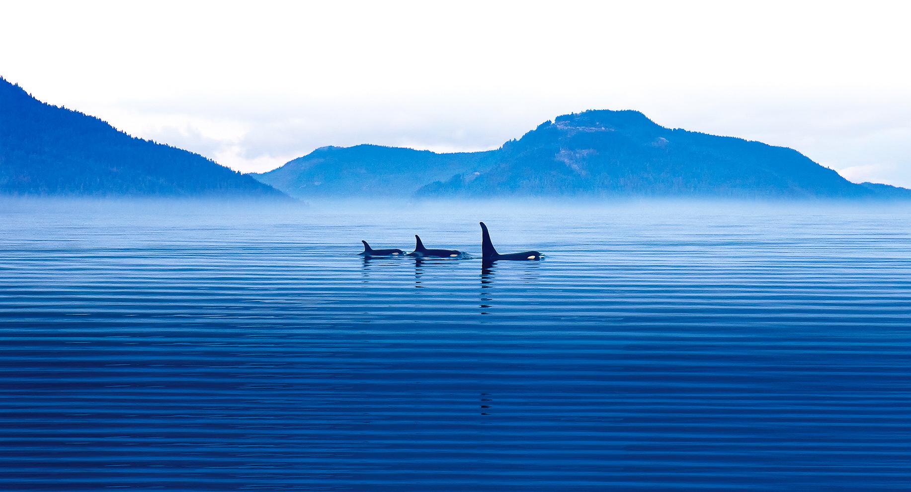 Victoria: Winter Wildlife Tour with Hot Drinks – Victoria, Canada