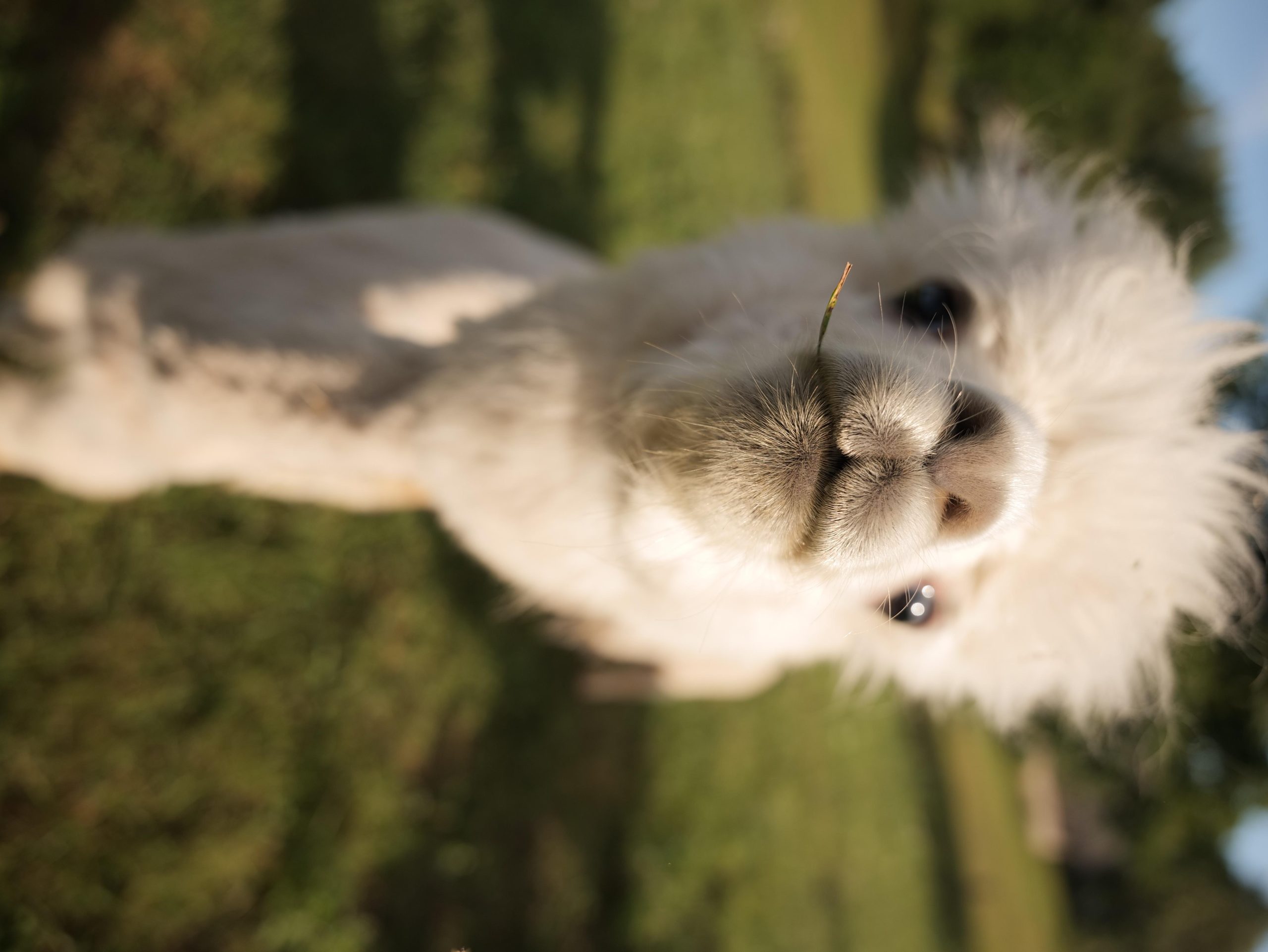 Vilnius-Trakai: Private Alpaca Farm Tour – Lithuania