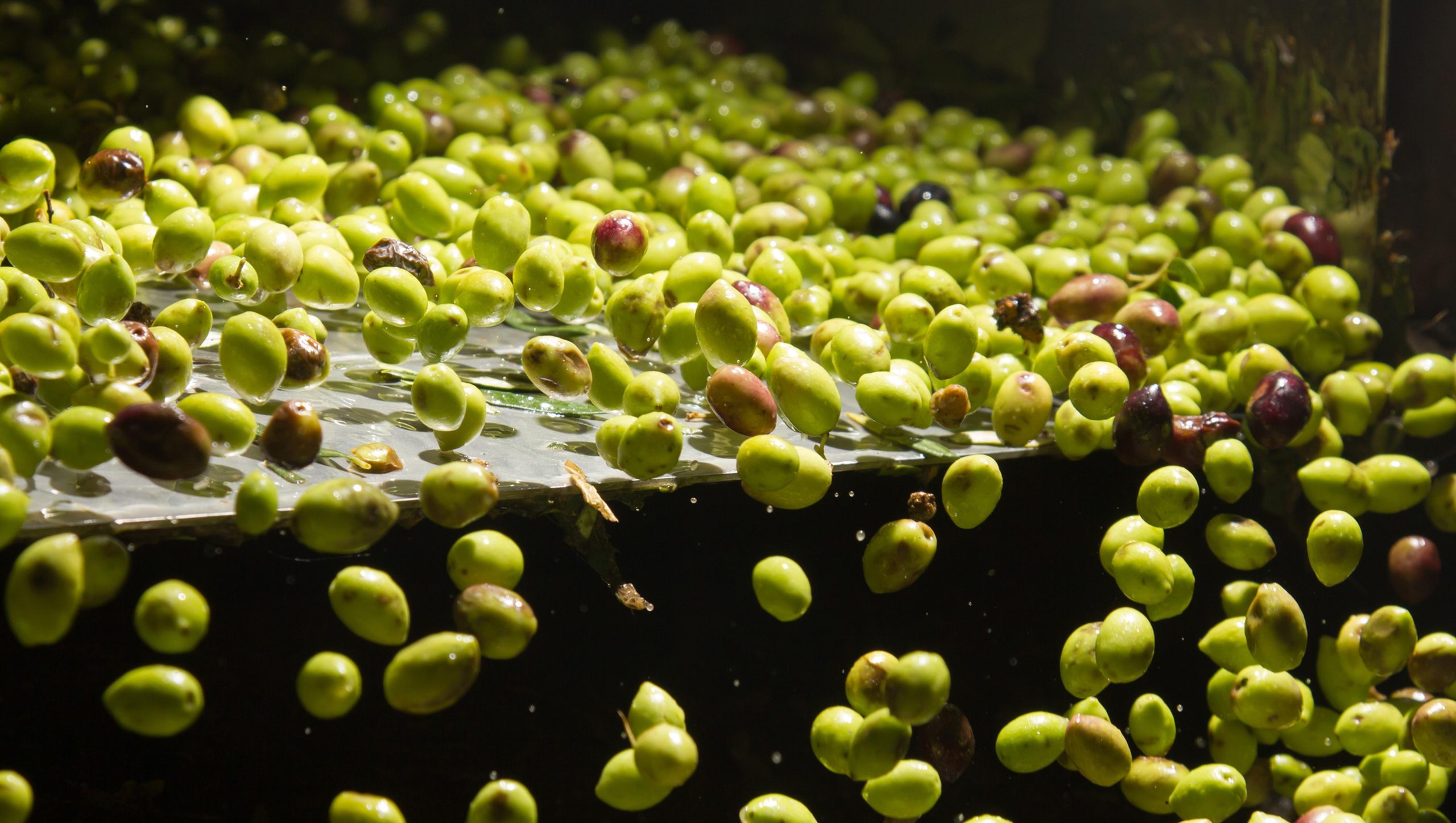 Visit an almazara + extra virgin olive oil tasting: Baeza – Baeza, Spain